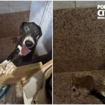BH: homem suspeito de maus-tratos contra animais é preso na Pampulha - Divulgação / PCMG