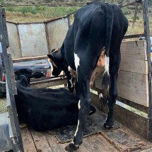 Bois e vacas furtados são resgatados no interior mineiro - PMMG/Divulga&ccedil;&atilde;o