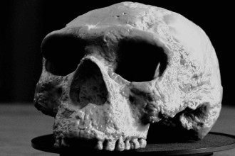 Crânio de milhões de anos reescreve a história da evolução humana, segundo cientistas