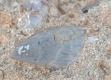 Dente de dinossauro carnívoro tem, na parte visível, 2,5 centímetros -  (crédito:  JOÃO ISMAEL DA SILVA/GEOPAC CONSULTORIA AMBIENTAL/DIVULGAÇÃO)