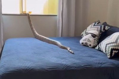 Jiboia ficou sobre a cama -  (crédito: CBMMG/Reprodução)