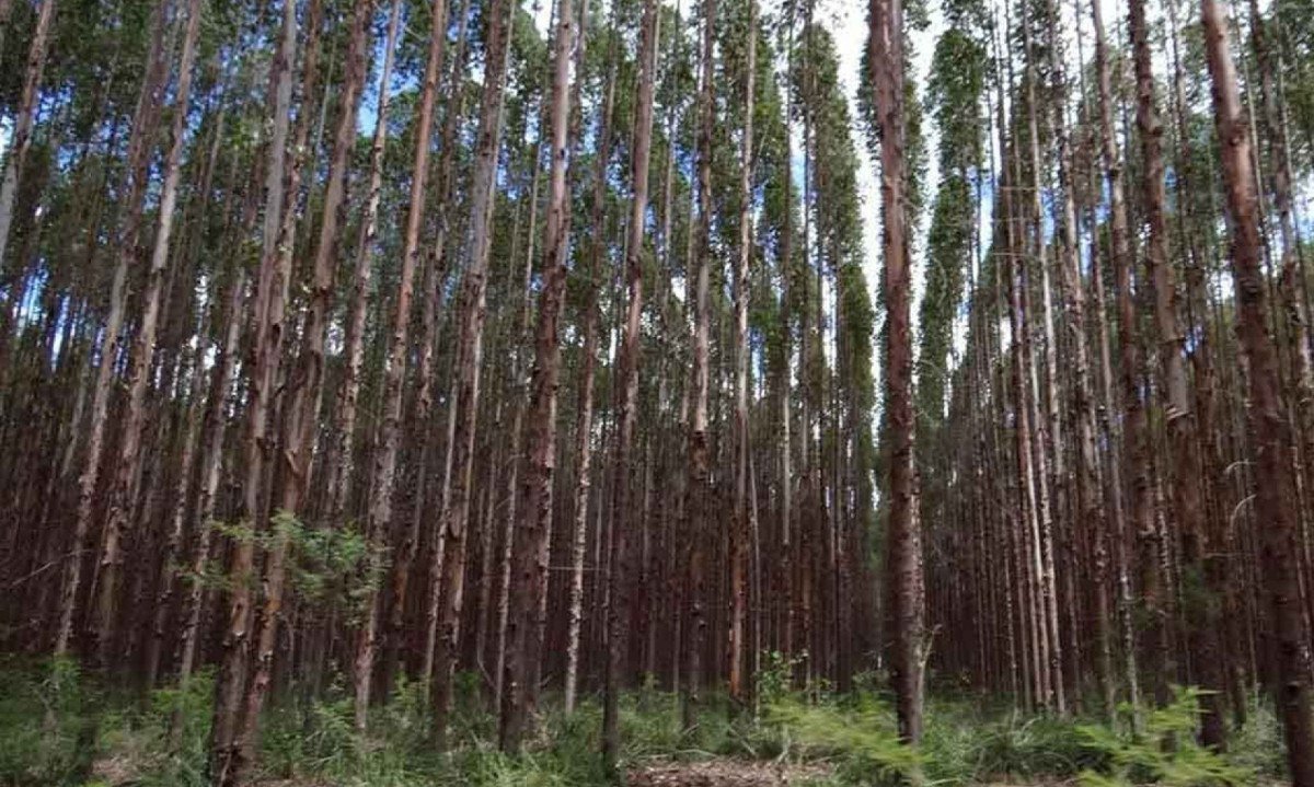 Minas apresenta também o maior valor da produção da silvicultura, com R$ 8,5 bilhões em 2024 -  (crédito: ERNANE FRÓIS/DIVULGAÇÃO – 25/7/14)