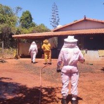 Abelhas atacam crianças e adultos e matam 7 filhotes de cães no Norte de MG - CBMMG