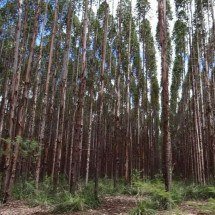 Minas Gerais lidera na produção e em área plantada de florestas - ERNANE FRÓIS/DIVULGAÇÃO – 25/7/14