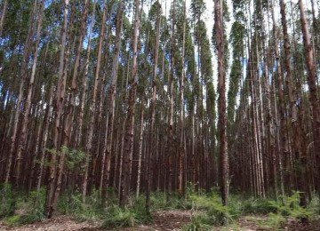 Minas apresenta também o maior valor da produção da silvicultura, com R$ 8,5 bilhões em 2024 -  (crédito: ERNANE FRÓIS/DIVULGAÇÃO – 25/7/14)