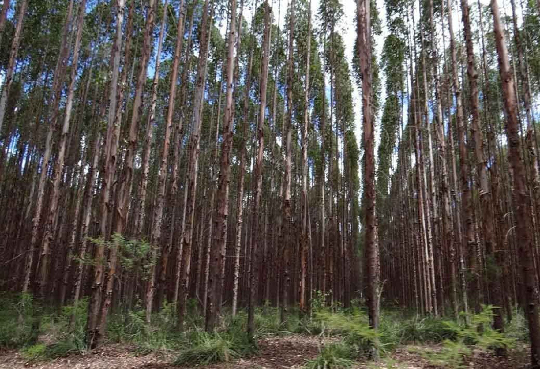 Minas apresenta também o maior valor da produção da silvicultura, com R$ 8,5 bilhões em 2024 -  (crédito: ERNANE FRÓIS/DIVULGAÇÃO – 25/7/14)