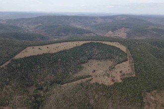 Operação Mata Atlântica em Pé aplica R$ 116 milhões em multas