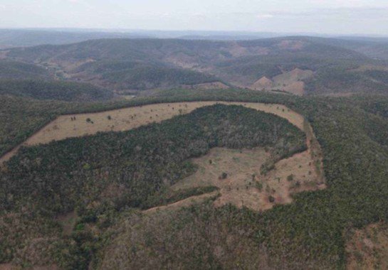 Operação Mata Atlântica em Pé aplica R$ 116 milhões em multas