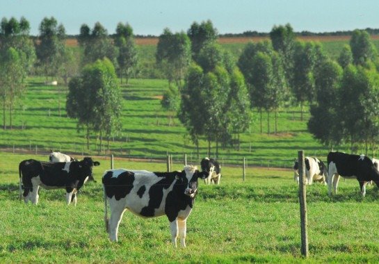 A sustentabilidade que brota nas pastagens
