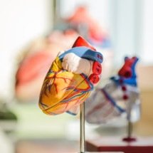 Dissecção da aorta: conheça a condição rara - jessedo81/Unsplash
