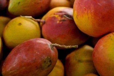 Com tarifaço nos EUA, produtores de frutas miram Europa -  (crédito: Platobr Economia)