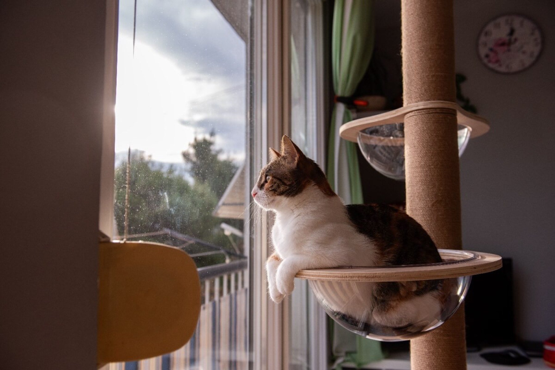 10 principais tipos de personalidade de gato 