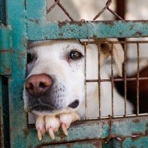 Idosos são indiciados por maus-tratos contra cães na Grande BH - Reprodução/FreePik