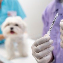 Uma década sem casos de raiva humana transmitida por cães; entenda - Freepik