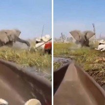 Elefante ataca grupo em safari e lança turistas em águas com crocodilos - Reprodução / redes sociais
