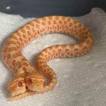 Cobra rara de duas cabeças nasce nos EUA - Kennedy News and Midia