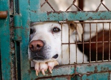 Idosos são indiciados por maus-tratos a animais -  (crédito: Reprodução/FreePik)