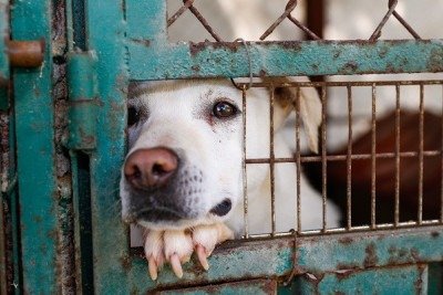 Idosos são indiciados por maus-tratos a animais -  (crédito: Reprodução/FreePik)