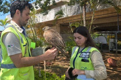 Biólogos do Centro de Manejo de Fauna apresetam a Aurora - guardiã do aeroporto de Confins -  (crédito:  Carlos Altman/EM)