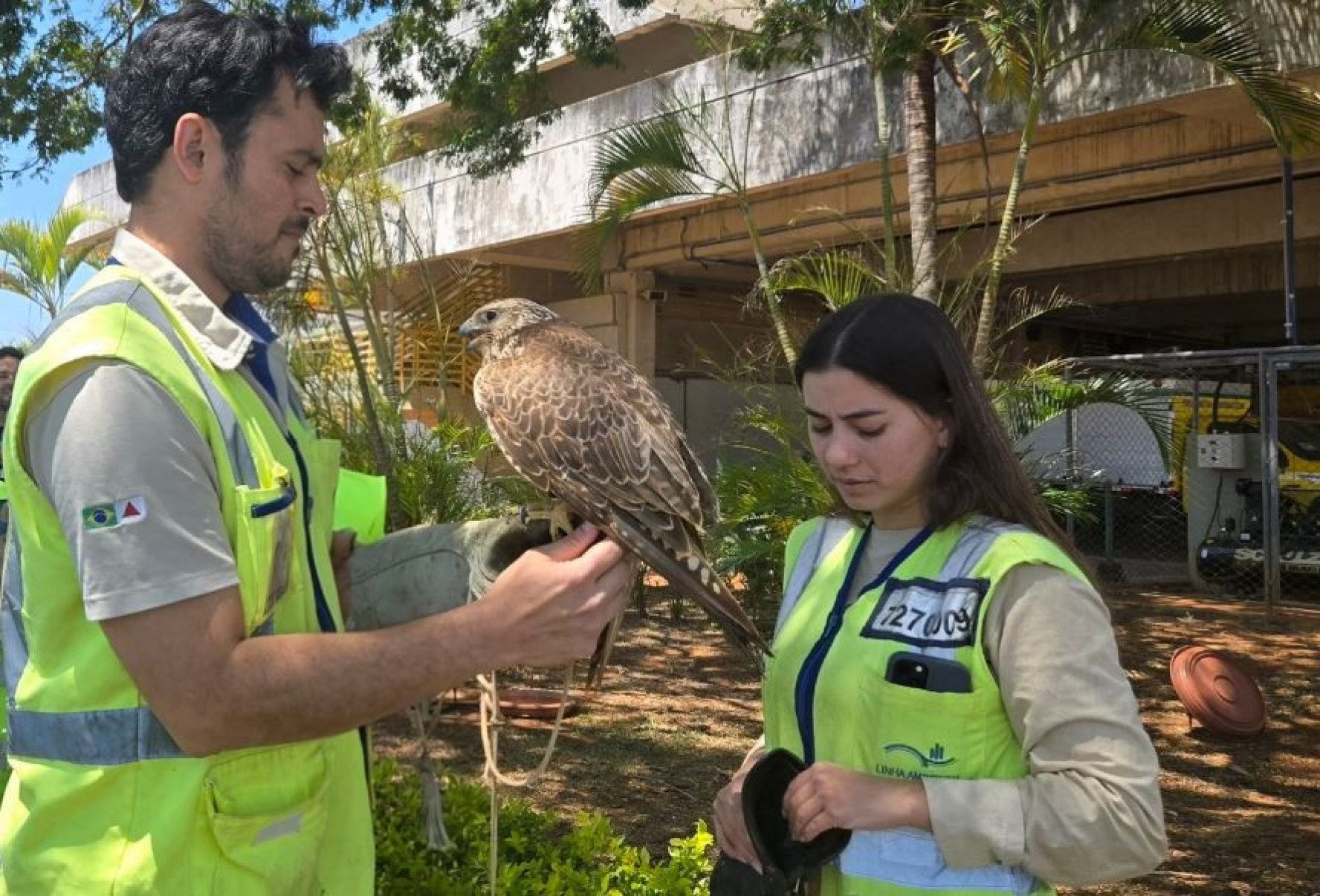 O biólogo Marcos Antônio Souza e a veterinária Ana Letícia Freitas Guimarães, do Centro de Manejo de Fauna, apresetam a Aurora - guardiã do aeroporto de Confins- Carlos Altman/EM
