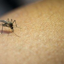 Equipe de pesquisa sobre chikungunya visita bairro Roça Grande nesta quarta - Imagem: Freepik/Divulgação
