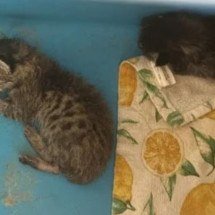 Professora causa polêmica ao alimentar cobra com gato vivo em sala de aula - Divulgação PETA 