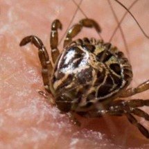 PBH alerta funcionários da saúde sobre ocorrência de febre maculosa -  BJ Stacey/iNaturalist