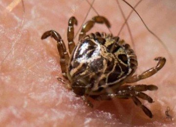 No Brasil, a febre maculosa é causada pela bactéria Rickettsia rickettsii, transmitida principalmente por aracnídeos do gênero Amblyomma, como o carrapato-estrela -  (crédito:  BJ Stacey/iNaturalist)