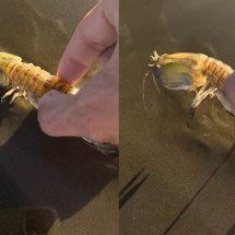 Susto e surpresa: Lagosta-boxeadora dá “golpe” em turista no litoral de São Paulo - Reprodução de vídeo redes sociais