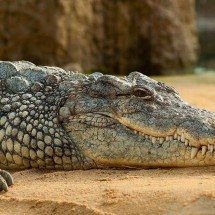 100% de chance de morrer:  Região da Austrália é infestada por 100 mil crocodilos - pixabay
