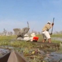 Pânico geral: Elefante “surta” e vira canoas com turistas em rio com crocodilos - Reprodução de video X