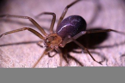 Um jovem de 23 anos morreu após ser picado por uma aranha-violinista em Bari, na região da Puglia, na Itália.  -  (crédito: Francisco Corado Rivera por Pixabay)