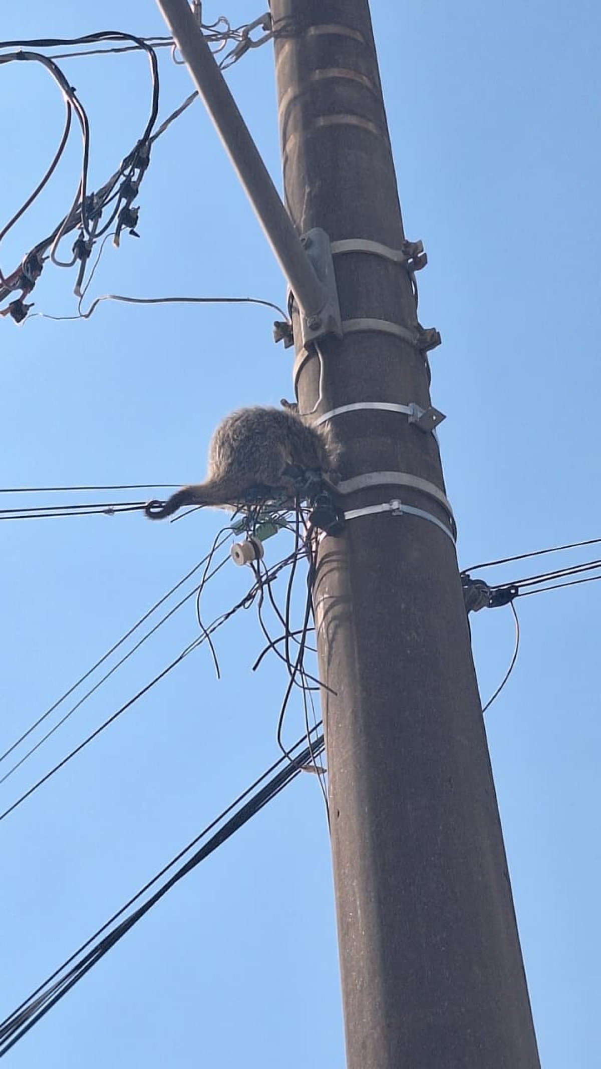 Ouriço no posto em cidade do interior de Minas