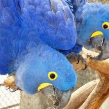 Zoo de BH cria programação para os dias da abelha, dos animais e da ave - Divulga&ccedil;&atilde;o// Suziane Brugnara - FPMZB/PBH