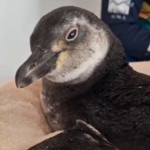 Pinguim-de-magalhães doa sangue a outro em gesto comovente no ES - Reprodução/Instagram @ipram.es