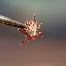 A febre maculosa é uma doença infecciosa grave, transmitida pelo carrapato-estrela,  -  (crédito: Reprodução/Freepik)
