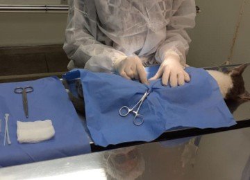 PBH muda sistema de agendamento para castração gratuita de cães e gatos. -  (crédito: Divulgação // PBH)
