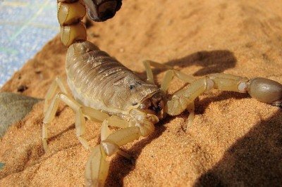 Apesar da curiosidade que muitos têm quando falamos de animais, é fundamental ter todo o cuidado possível quando falamos de algumas aranhas e escorpiões. Um vacilo pode ser fatal! Confira os animais peçonhentos mais perigosos do Brasil: -  (crédito: janeb13 pixabay)