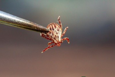 A febre maculosa é uma doença infecciosa grave, transmitida pelo carrapato-estrela,  -  (crédito: Reprodução/Freepik)