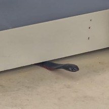 Cobra se “espreme” e usa tática curiosa para escapar de captura - Reprodução/Facebook