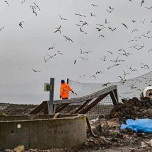 Gaivotas invadem vila inglesa e moradores ficam acuados - Andy Kelvin
