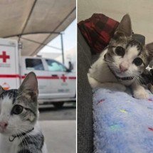 Urgencio, o gato resgatado que virou mascote da Cruz Vermelha no México - Reprodução / X