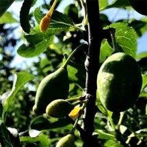 “Árvore Frankenstein’ produz 40 frutos diferentes; entenda como é possível -  Reprodução de vídeo G1