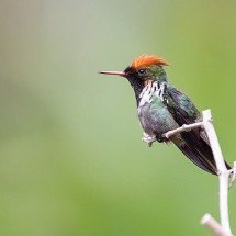 ‘Topetinho vermelho’: o mais delicado beija-flor endêmico do Brasil - Diogoluiz wikimedia commons 