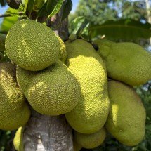 Maior fruta de árvore do planeta tem bagos carnudos que previnem envelhecimento - Imagem de Reinout Dujardin por Pixabay
