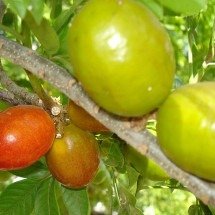 Popular no Nordeste, seriguela hidrata, previne anemia e ajuda o intestino - Fábio Barros wikimedia commons