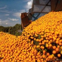 Fatores climáticos e doença afetam a estimativa da produção de laranja - Fundecitrus/Divulgação