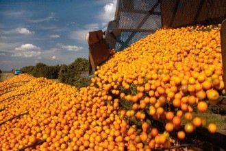 Fatores climáticos e doença afetam a estimativa da produção de laranja