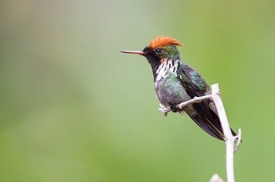 O Brasil tem 84 espécies de beija-flor. Delas, 16 são endêmicas, ou seja, só existem aqui. E a menorzinha é o topetinho-vermelho, cujo nome científico é Lophornis magnificus. Com no máximo 6,8 cm já registrados, a ave tem beleza notável.  -  (crédito: Diogoluiz wikimedia commons )