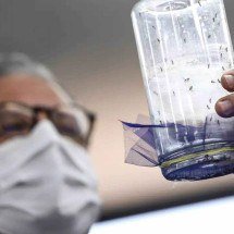 Fábrica de mosquitos oferece tecnologias para redução da dengue - Marcelo Camargo/Agência Brasil